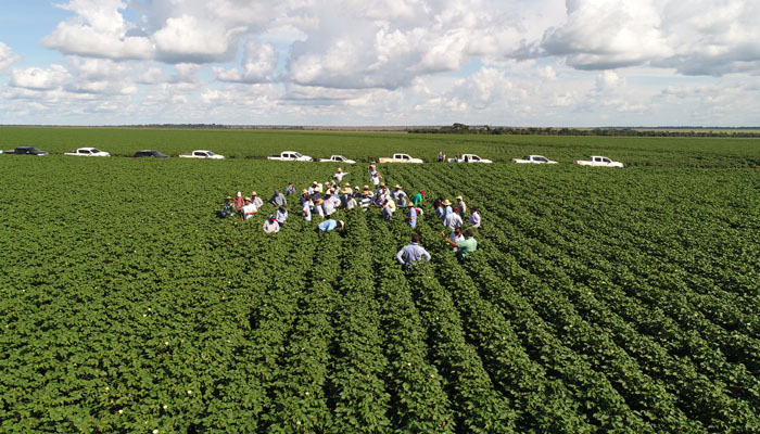 Embrapa insere algodoeiro em sistema de produção para reduzir custos
